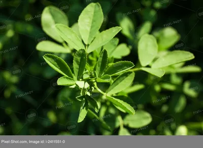 Фотокаталог растений: Люцерна посевная (Medicago sativa)