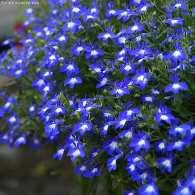 Фотография Лобелия длинночерешковая (Lobelia erinus) Подмосковье | Фотобанк  ГеоФото/GeoPhoto | GetImages Group