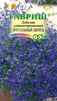 Лобелия в вашем саду — Филиал ФГБУ \"Россельхозцентр\" по Ленинградской,  Мурманской областям и Республике Карелия