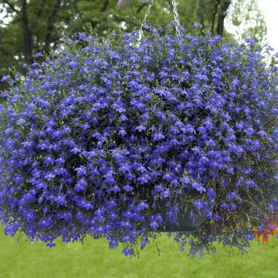 Лобелия (Lobelia) ампельная в ассортименте в кашпо — Рассада цветов и  овощей.