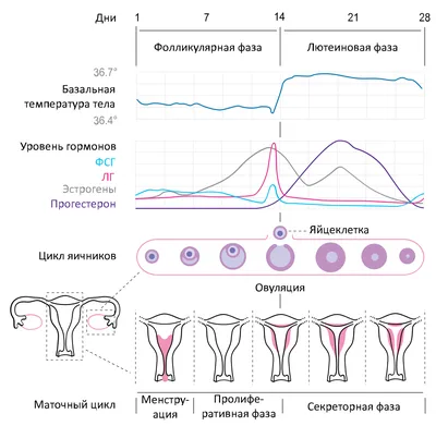 Выделения после лохии - Вопросы о беременности - BabyPlan