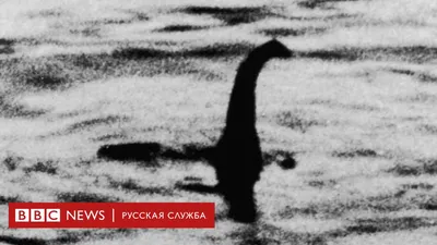 Лох-несское чудовище было, скорее всего, гигантским угрем, следует из  анализа ДНК - BBC News Русская служба