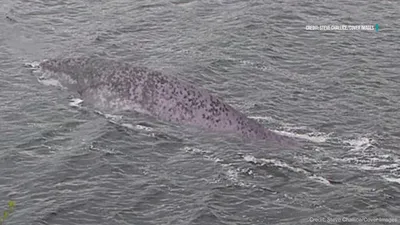 HUGE sea monster filmed in parts of Alaska - YouTube