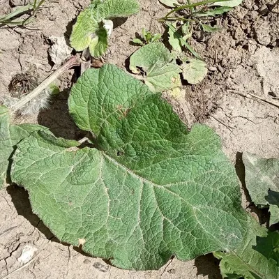 Лопух (lappa Arctium) стоковое фото. изображение насчитывающей инвазионно -  56784894