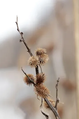 молодой лопух живой аптекарь фон Фото И картинка для бесплатной загрузки -  Pngtree