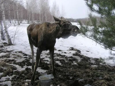 ФОТО | Лось из Пылвамаа до сих пор отказывается сбрасывать рога - Delfi RUS