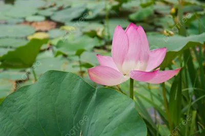 Лотос орехоносный, каспийский (Nelumbo nucifera) — путеводитель по отдыху в  Крыму