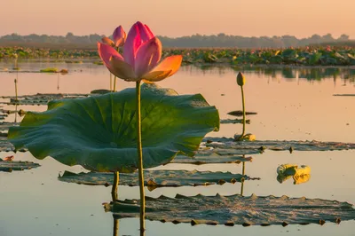 Лотос розовый Nelumbo pink купить, лотос водный - ризома!