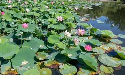 Лотос орехоносный, каспийский (Nelumbo nucifera) — путеводитель по отдыху в  Крыму