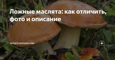 Чем ложные опята отличаются от съедобных, рассказал миколог