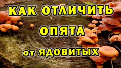 Ложные опята: фото, описание, как отличить от съедобных грибов