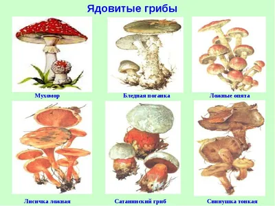 Грибы маслята - виды, ложные маслята, места сбора, рецепты