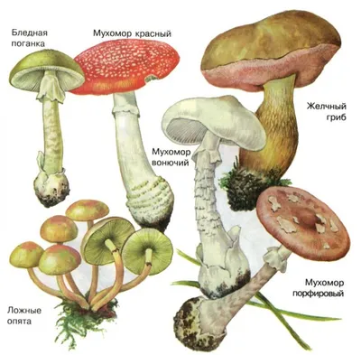 Как отличить съедобный гриб от ядовитого двойника? ИНФОГРАФИКА