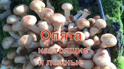 Ложные опята: какие грибы нельзя употреблять в пищу? | ОБЩЕСТВО | АиФ Урал