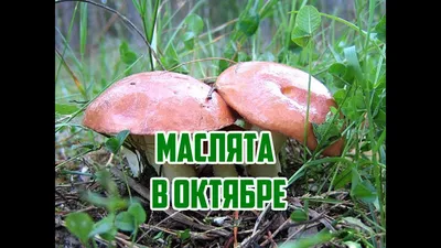 Как избежать отравления грибами? | Медицина | Новости Слуцка и Слуцкого  района Газета \"Слуцкий край\"