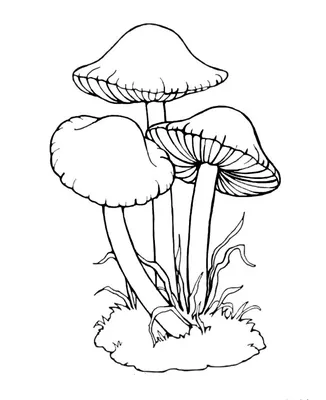 Грибы опята рисунок - 53 фото
