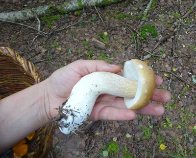 ЖЕЛЧНЫЙ ГРИБ (Tylopilus felleus) | ВКонтакте