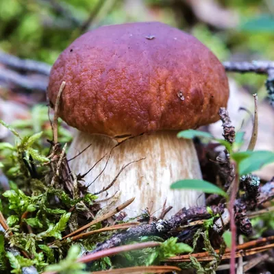 Ложный белый гриб (Tylopilus felleus) фото и описание