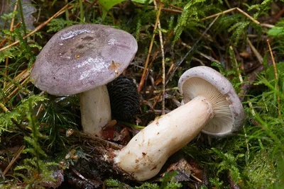 Вячеслав Степанов: Грибы Калужской области - Желчный гриб (Tylopilus  felleus)