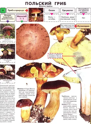 Как отличить хороший белый гриб от ложного: описание, виды, полезные  свойства, фото – как обрабатывать белые грибы | Курьер.Среда | Дзен