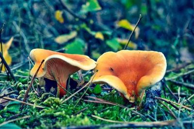 Ложный белый гриб (Tylopilus felleus) фото и описание