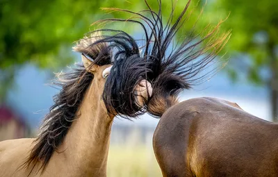 Stallion Show 2011 - Лучшие лошади Израиля - LookAtIsrael.com - Увидеть  Израиль и не только