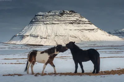 Лучшие лошади (50 лучших фото)