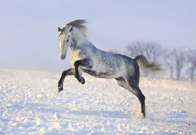 Лучшие лошади (50 лучших фото)