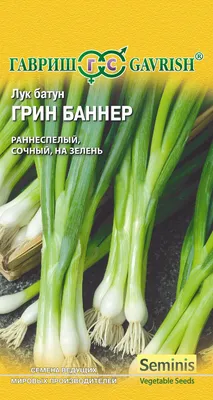 Лук-батун под зиму: когда сажать, правила посева семенами