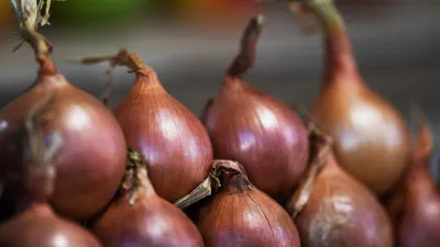 Лук семейный: фото, описание, сорта, посадка на головку весной в открытый  грунт, уход в открытом грунте, отзывы