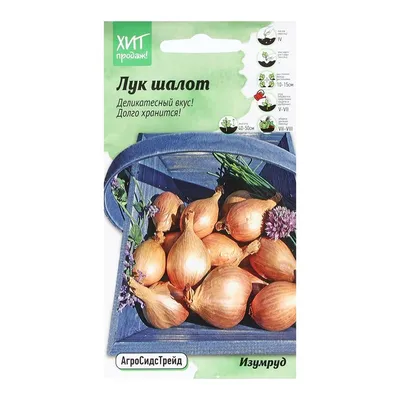 Лук-шалот Запорожский 1 г Gl Seeds (ID#518563109), цена: 19.90 ₴, купить на  Prom.ua