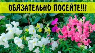 Низкорослый Львиный зев - такой цветок должен быть на каждом участке -  YouTube