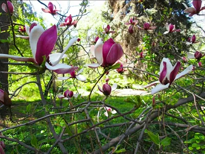 Магнолия лилиецветная (Magnolia liliflora)