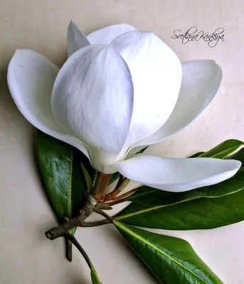 Екатерининские сады\" - Магнолия Суланжа \"Александрина\" (Magnolia ×  soulangeana Alexandrina)