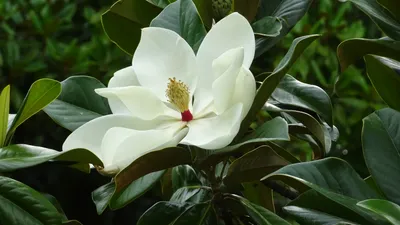 Magnolia x soulangeana 'Lennei', Магнолия Суланжа 'Ленней'|landshaft.info