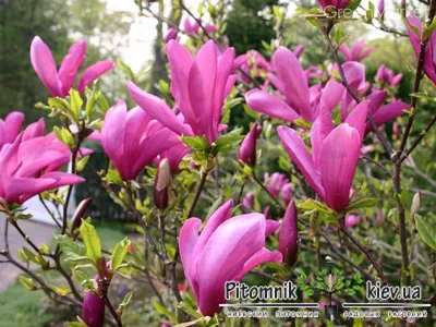 Магнолия (Magnolia) — описание, выращивание, фото | на LePlants.ru