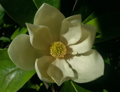 Магнолия Сьюзан (Magnolia Susan) | саженцы зимостойкой магнолии, Украина