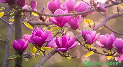 Магнолия вечнозеленая (Magnolia Grandiflora) Купить в Симферополе | Садовый  центр Фрея, Крым