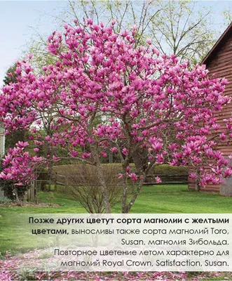 Magnolia hybrida 'Betty', Магнолия гибридная 'Бетти'|landshaft.info