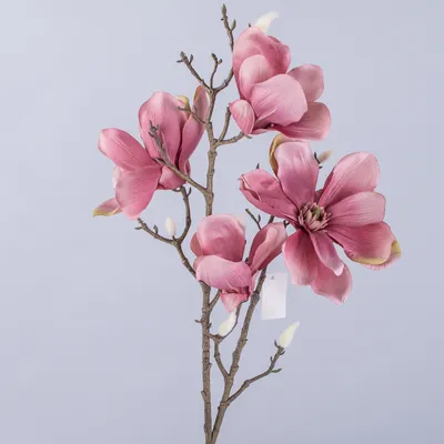 Magnolia x soulangeana 'Satisfaction', Магнолия Суланжа  'Сатисфэкшн'|landshaft.info