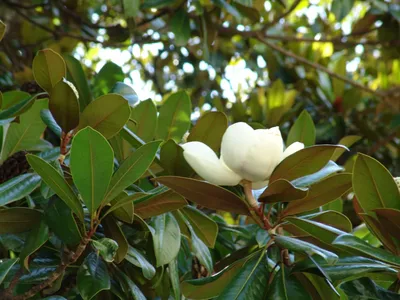 Магнолия крупноцветковая, или грандифлора (Magnolia grandiflora) –  вечнозелёное дерево до 30 м высотой в тропиках (ствол до 1,4 м в толщину),  до 20 м в субтропиках, и пока до 5 м в