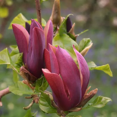 Magnolia x soulangeana 'Cleopatra', Магнолия Суланжа  'Клеопатра'|landshaft.info