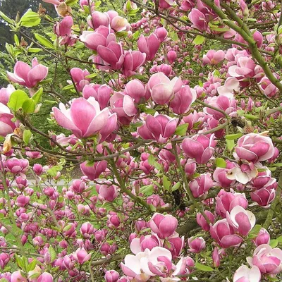 Магнолия лилиецветная (Magnolia liliflora)