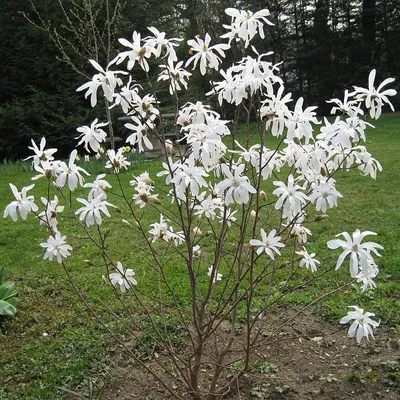 Магнолия Суланжа (Magnolia soulangeana)