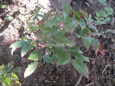 Русский) Магония Aquifolium. Купить по низкой цене от производителя