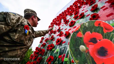 День памяти и примирения - что означает красный мак, история символа -  Апостроф