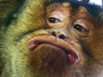 Портрет Креста Макака Macaca Nigra Крупным Планом стоковое фото ©EBFoto  605414664