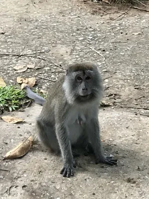 Макака Toque, Sinica Macaca, обезьяна с солнцем вечера Макака в среду  обитания природы, Шри-Ланке Деталь обезьяны, сцена Widlife Стоковое  Изображение - изображение насчитывающей деталь, фауна: 88566081