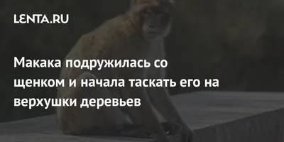 обезьяна макака смотрит в небо, обезьяна смотрит вдаль на фоне голубого  неба, Hd фотография фото, обезьяна фон картинки и Фото для бесплатной  загрузки