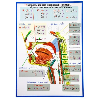 Плакат настольный \"17 второстепенных махраджей - примеры\", изд.Г. Харисова  купить в интернет-магазине MUSMART